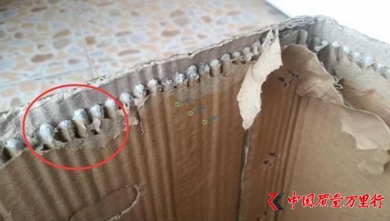 市民買25斤蘋果紙箱灌7斤水泥 老板：不要大驚小怪