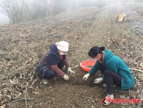 宜昌：搶抓農時忙春耕 抗疫生產兩不誤