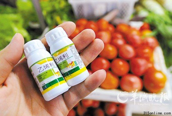 “乙烯利”植物生長調節劑可在農資市場隨便買到 新華社 發
