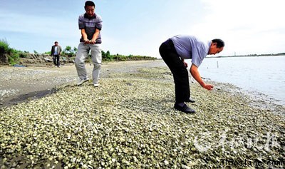 廣東近海生態(tài)破壞嚴(yán)重多種海產(chǎn)品重金屬超標(biāo)