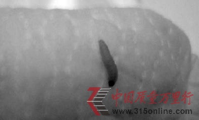 記者拍攝尿不濕上的幼蟲