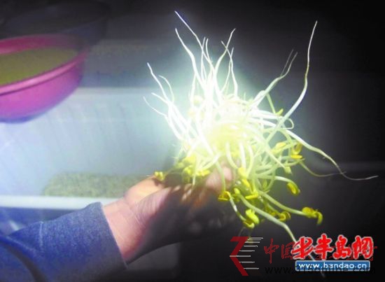 加了料的豆芽,又白又嫩還沒根。 加了料的豆芽,又白又嫩還沒根。