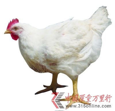 白羽雞