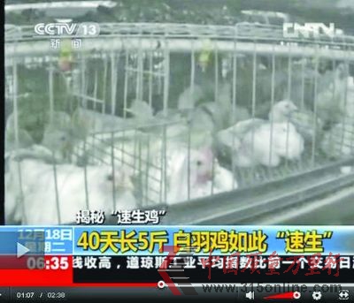 速生雞擠在一起無法運動。