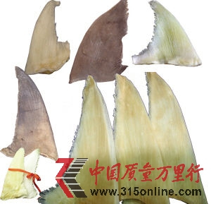 魚翅。資料圖