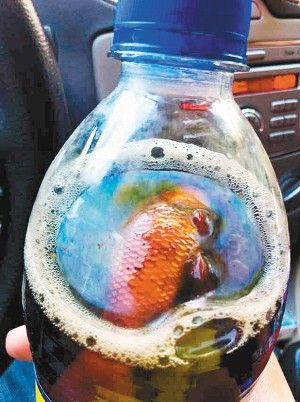 可樂里喝出死金魚 可樂里喝出死金魚